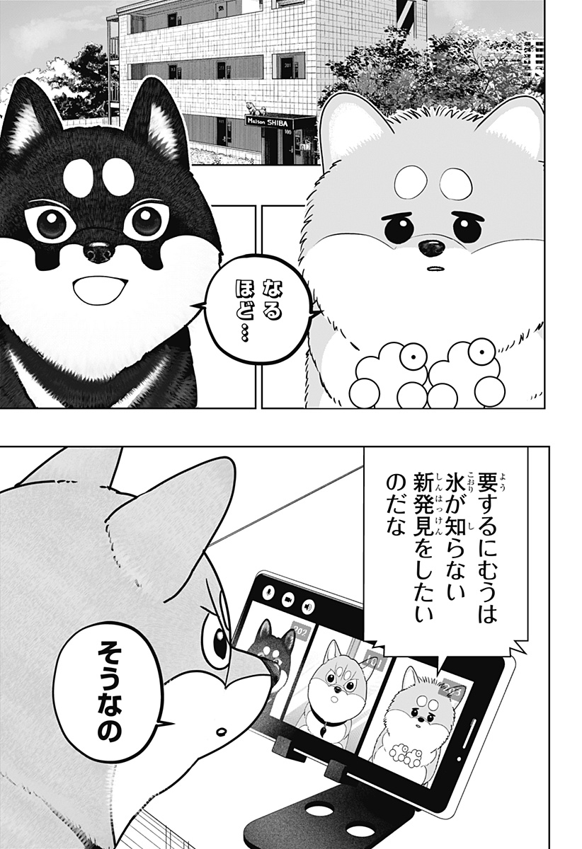 Shiba-Tsuki Bukken Chapter 49 13ページ