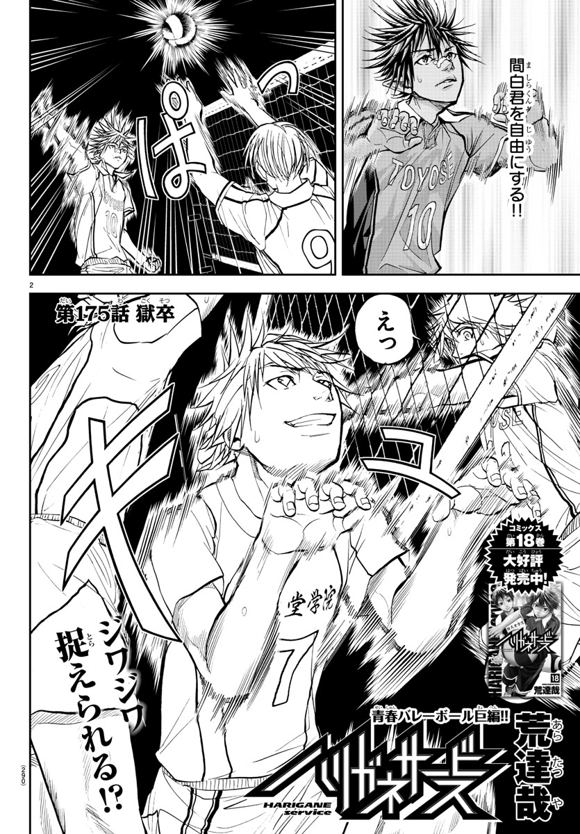 Harigane Service Chapter 175 2ページ