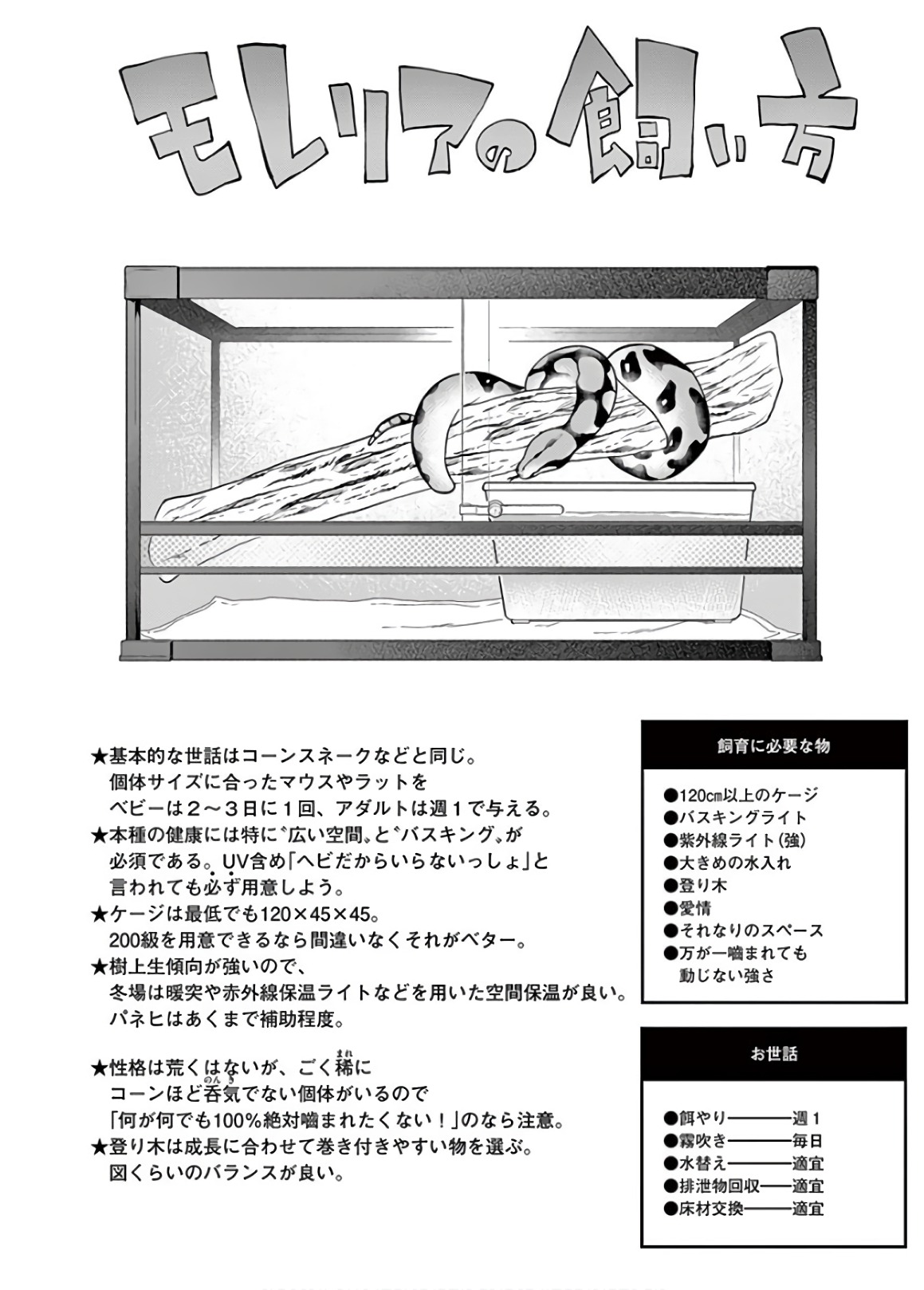 Himitsu no Reptiles Chapter 55 12ページ