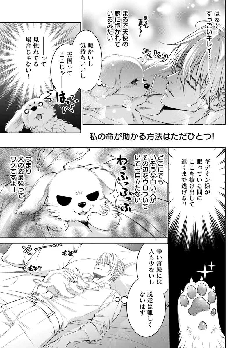 Kokuou Heika, Watashi wo Katte Kudasai! Chapter 3 11ページ