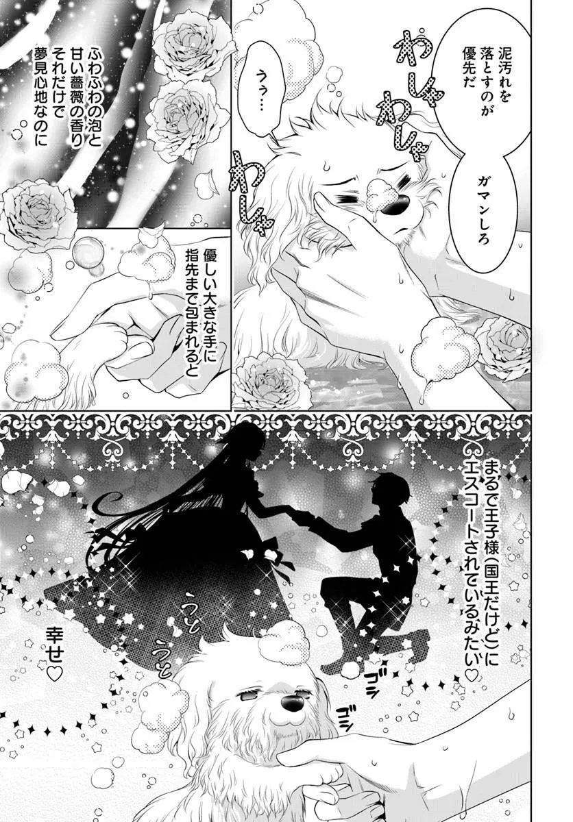 Kokuou Heika, Watashi wo Katte Kudasai! Chapter 9.1 3ページ